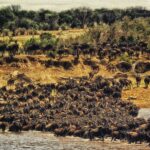 Planning Your African Safari and Holiday