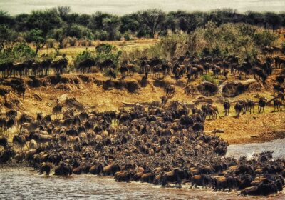 Planning Your African Safari and Holiday