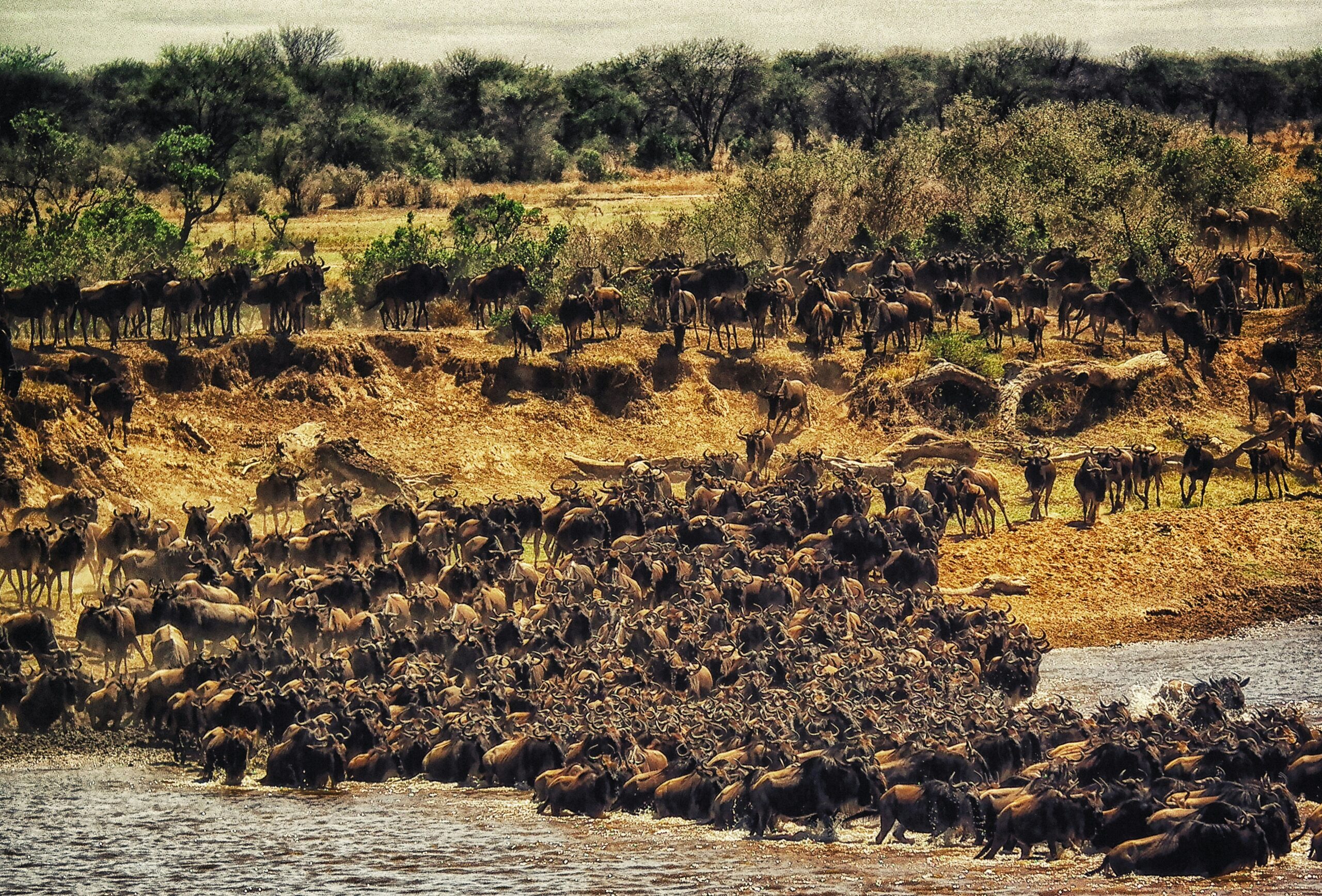 Africa Kenya and Tanzania safari tours Planning Your African Safari and Holiday