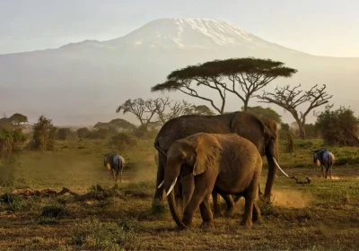 Africa Safari in Kenya