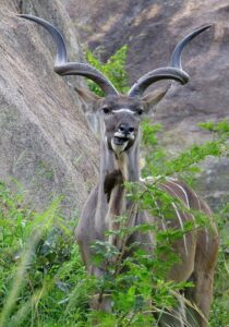 Safari Cost in Africa