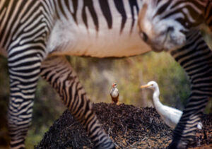Africa Kenya and Tanzania safari tours Grevy Zebra in Samburu