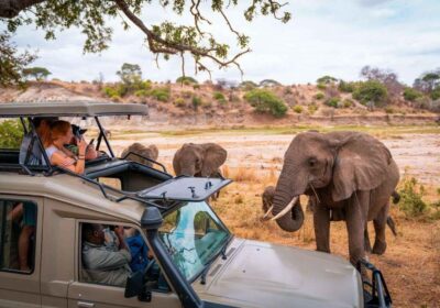 How to Book an African Safari