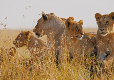 Maasai Mara National Reserve Safari