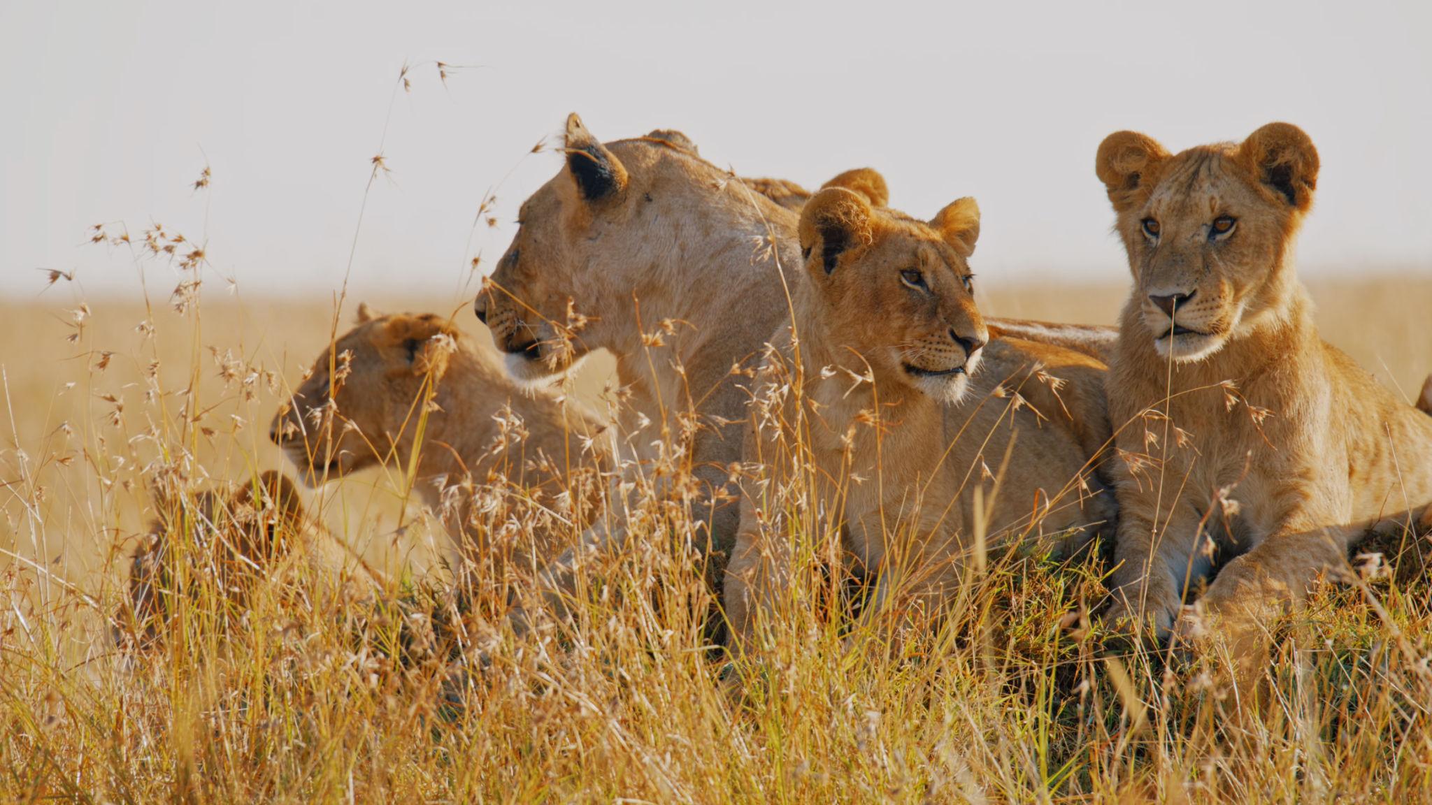 Maasai Mara National Reserve Safari