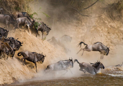 Wildebeest Migration Safari