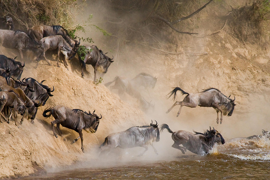 Wildebeest Migration Safari