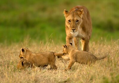 Serengeti or Masai Mara Safari