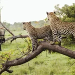 African Kenya Safaris and Tour Packages