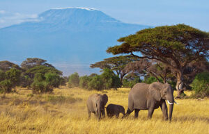 Elephants with kilimanjaro