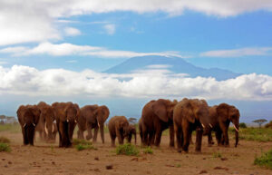 Africa Kenya and Tanzania safari tours Herd of Elephants in Amboseli
