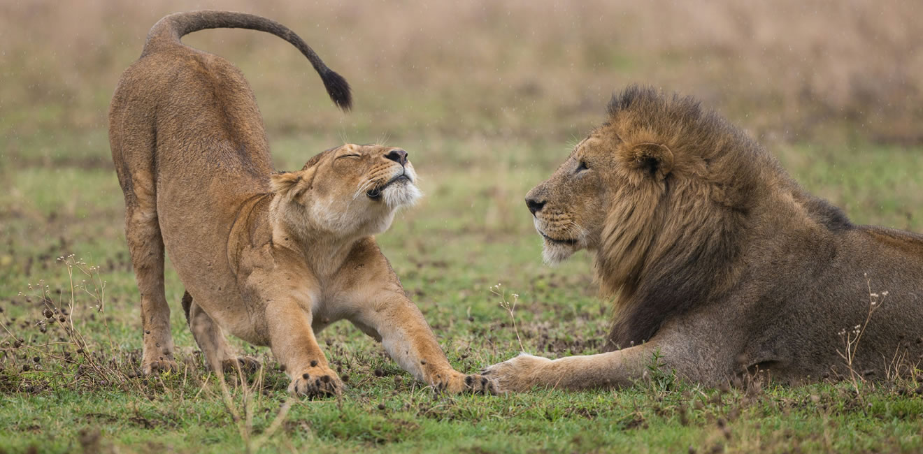 Tanzania and Wildlife Safari