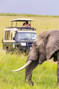 Game drives at maasai mara