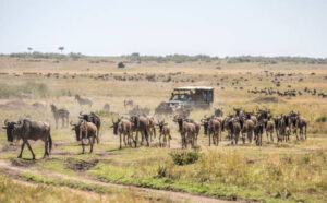 How to book a safari tour in Africa