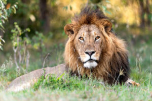 Lion at Maasai Mara