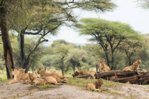 Africa Kenya and Tanzania safari tours Pride of lions