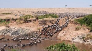 Wildebeest Migration Safari