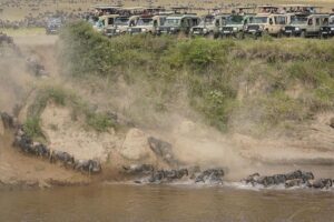 Wildebeest migration