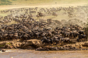 Wildebeest Migration crossing mara river