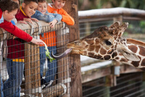 Feeding giraffe at Giraffe Manor