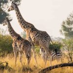 Safari Vacations in East Africa