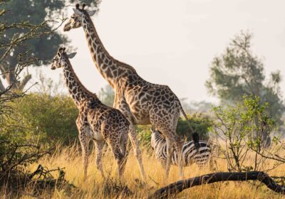 Safari Vacations in East Africa