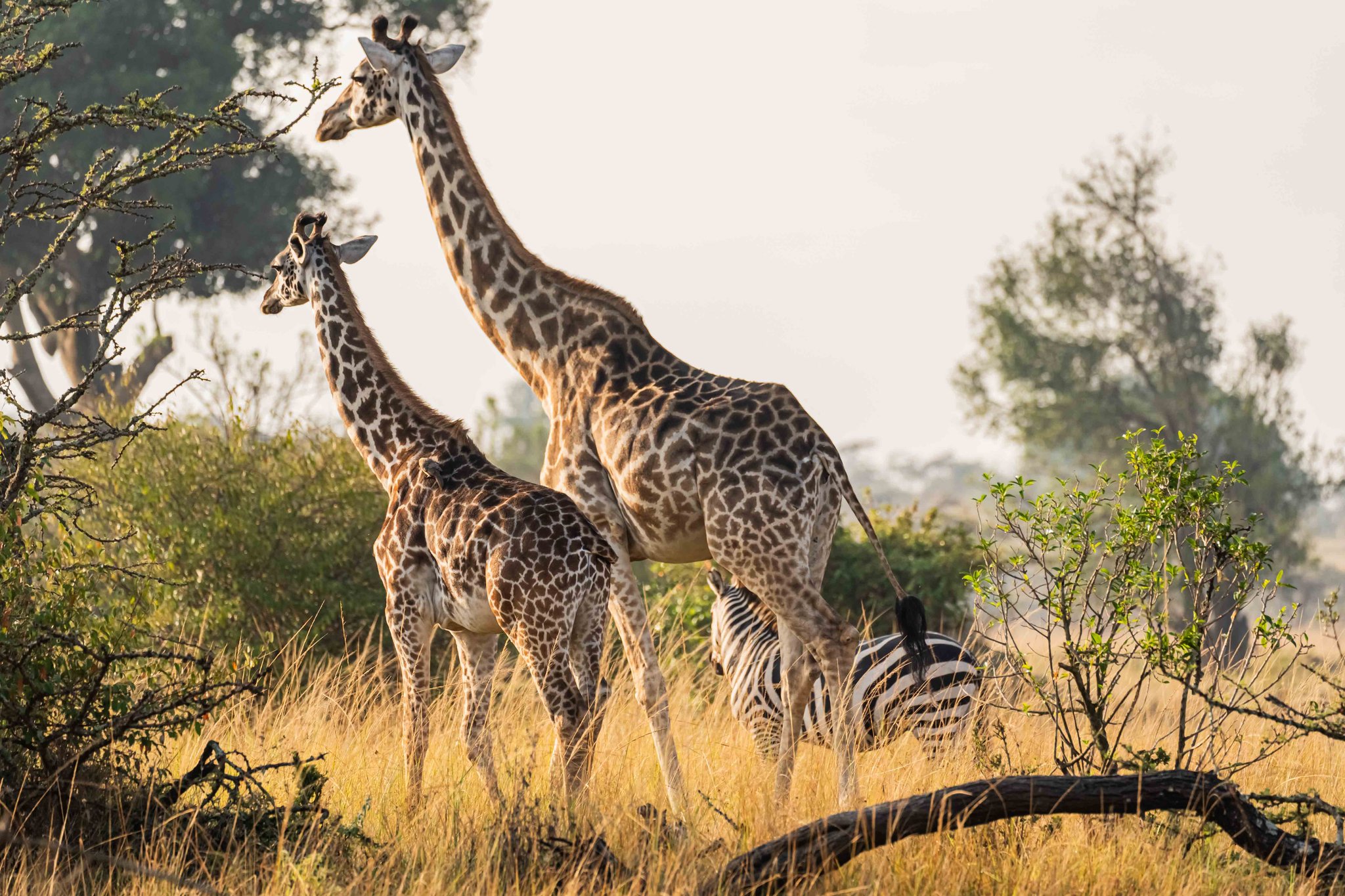 Safari Vacations in East Africa