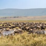 Tanzania and Kenya Safaris