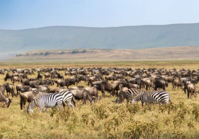 Tanzania and Kenya Safaris