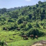 Best Safari and Beach Combinations in Kenya