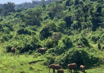 Best Safari and Beach Combinations in Kenya