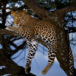 Booking Your Dream African Safari