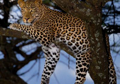 Booking Your Dream African Safari