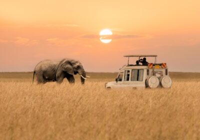 Booking Your Dream African Safari