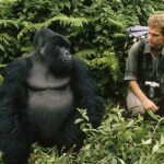 gorilla chest thumping