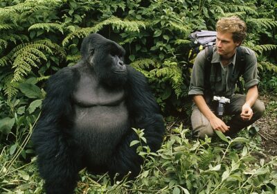 gorilla chest thumping