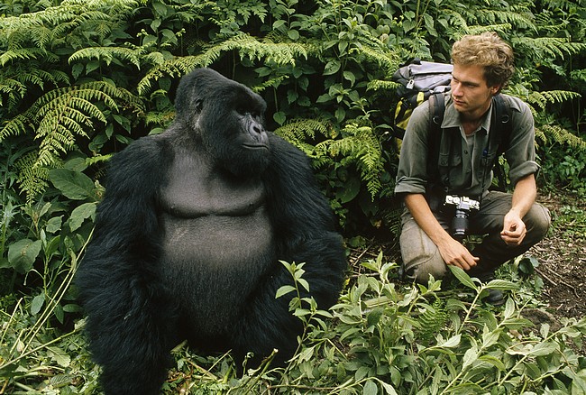 Africa Kenya and Tanzania safari tours gorilla chest thumping