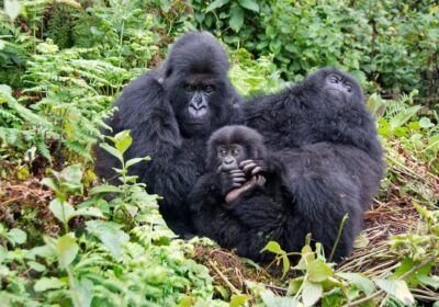 meaning of gorilla chest-thumping