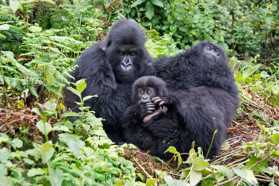meaning of gorilla chest-thumping