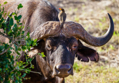 wildlife safaris with the tranquility of beach holidays