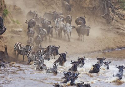 Great Wildebeest Migration