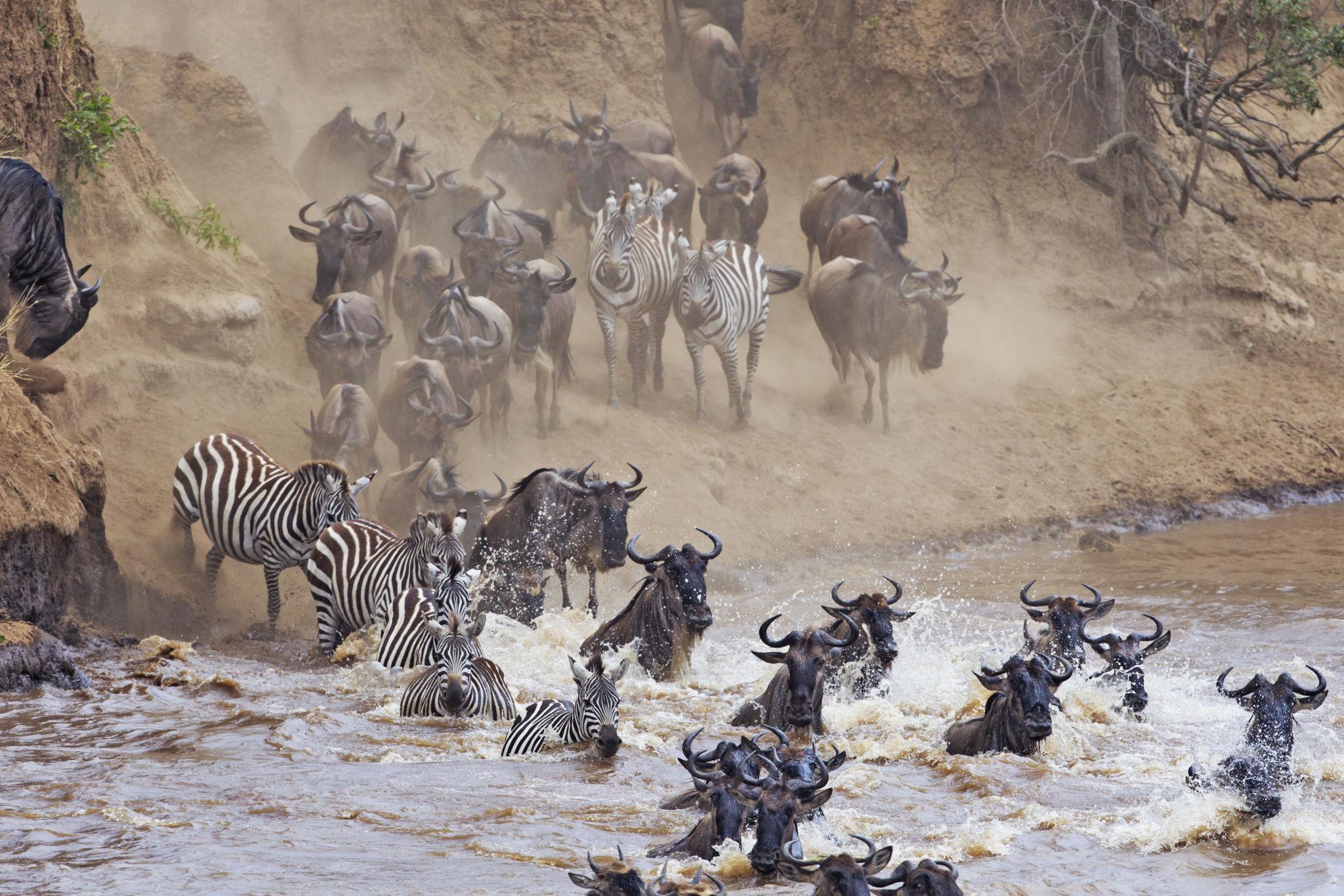 Great Wildebeest Migration