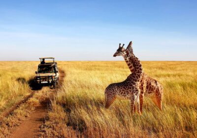 How to Plan an African Safari