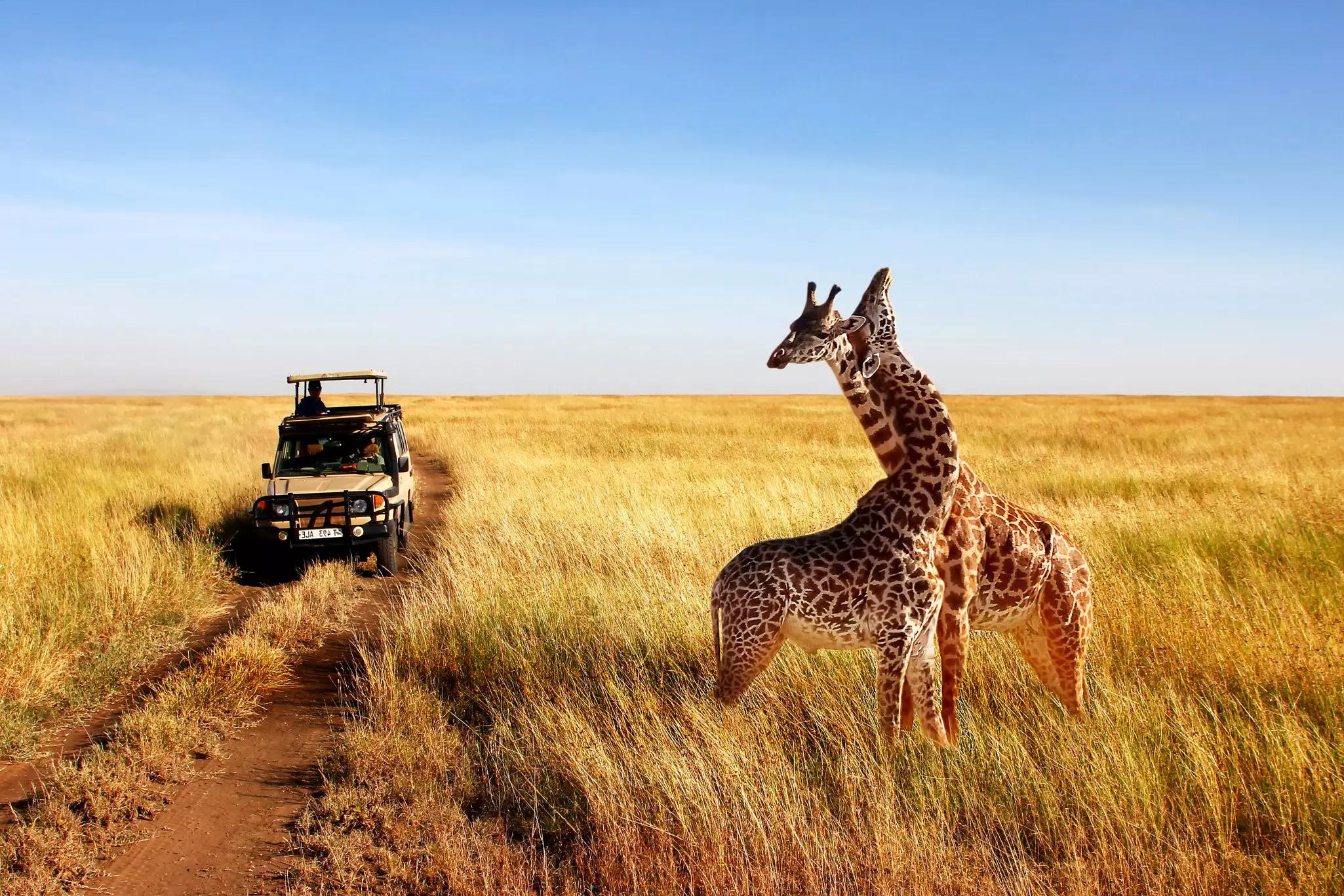 How to Plan an African Safari