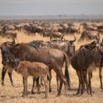 Wildebeest Migration