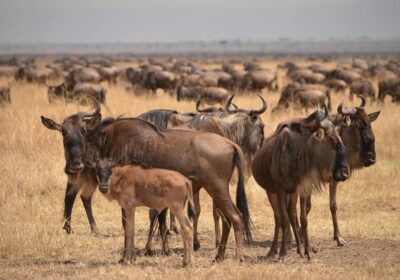 Wildebeest Migration