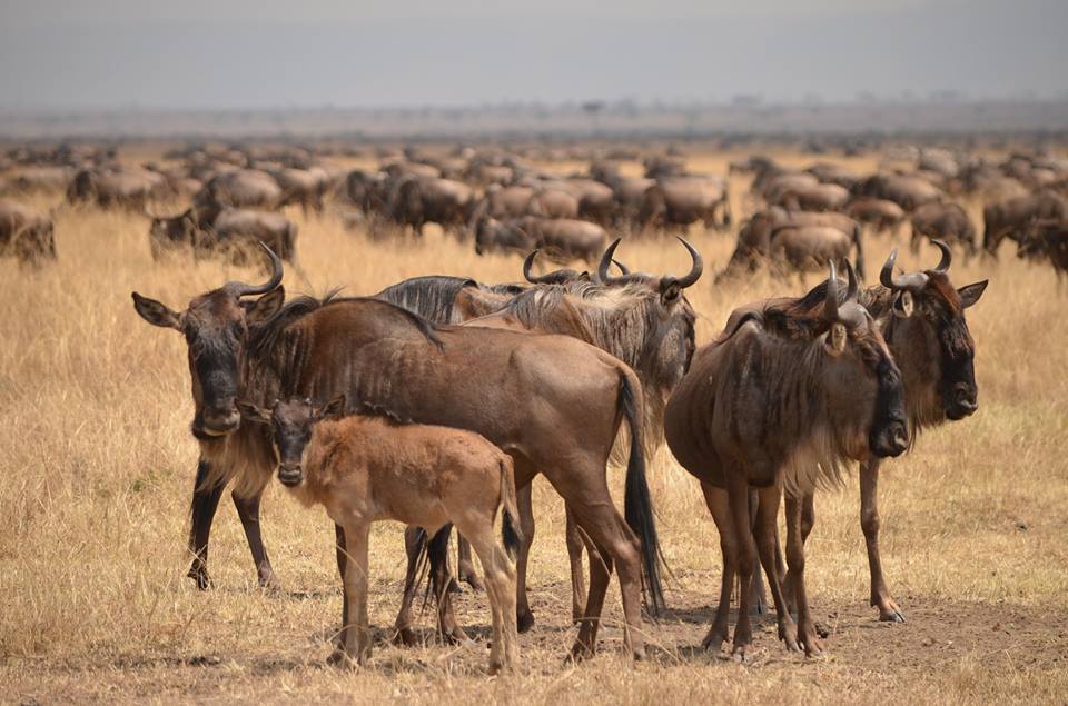 Wildebeest Migration