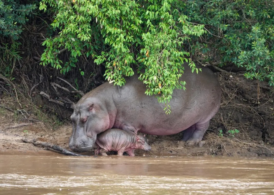 unique experiences that differentiate Kenya from other safari destinations