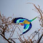 Cheapest Safari in Kenya