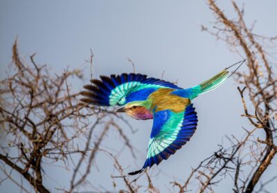 Cheapest Safari in Kenya